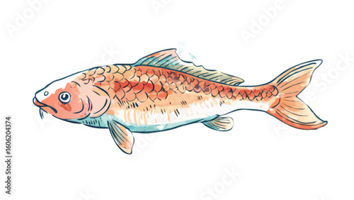 Watercolor koi fish illustration japanese carp drawing oriental aquatic pet goldfish art design vector image