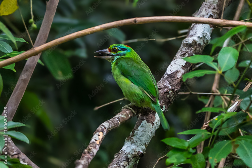 Fototapeta premium Moustached Barbet Green crown, blue face and neck, black eye band, black stripes at the corners of the mouth extending to the cheeks, red forehead, red spots on the nape and sides of the neck.