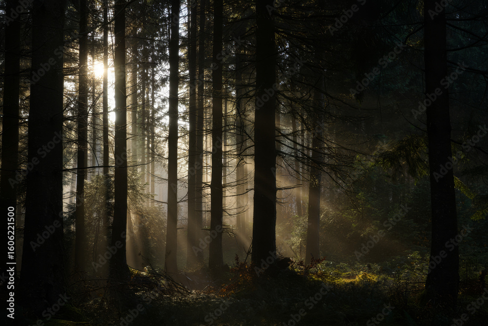 Naklejka premium Sunbeams Illuminate Misty Evergreen Forest: Serene, Mystical Atmosphere, Golden Hour Light