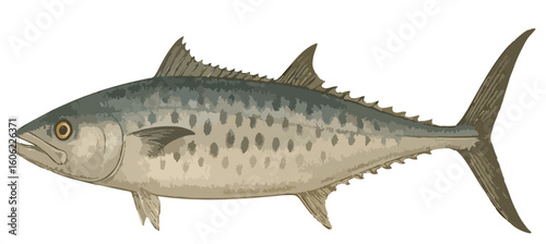 Scomberomorus commerson