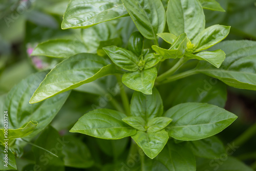 Close up abstract texture background of a sweet basil (ocimum basilicum) plant
