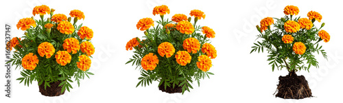  Set Single Tagetes Erecta Plant with Visible Root Base, Stems, Leaves, and Flowers, Vertical Composition, isolated on white background PNG