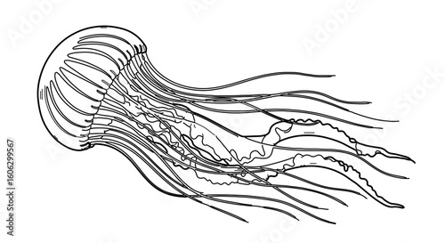 Jellyfish drawing vector illustration, sea animal outline sketch, ocean wildlife aquatic species line art design