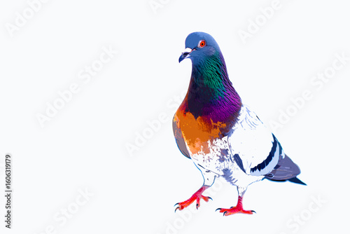 A colorful pigeon walking with its beak open on a stark white background