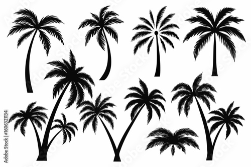 Vector  silhouette of several palm trees of varying sizes against a white background in a simple illustration
