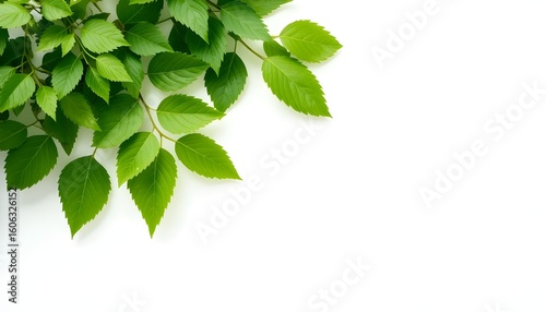 Minimal White Background with Green Leaves Frame – Natural Botanical Border with Copy Space