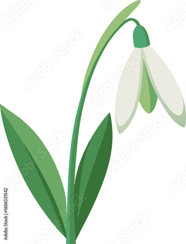 Delicate snowdrop flower vector illustration