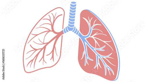 Human lungs anatomy diagram for medical education and healthcare illustration with respiratory system 3d view