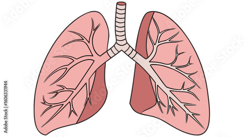 Human lungs anatomy diagram for respiratory system health and medical education illustration showing bronchi 100 character