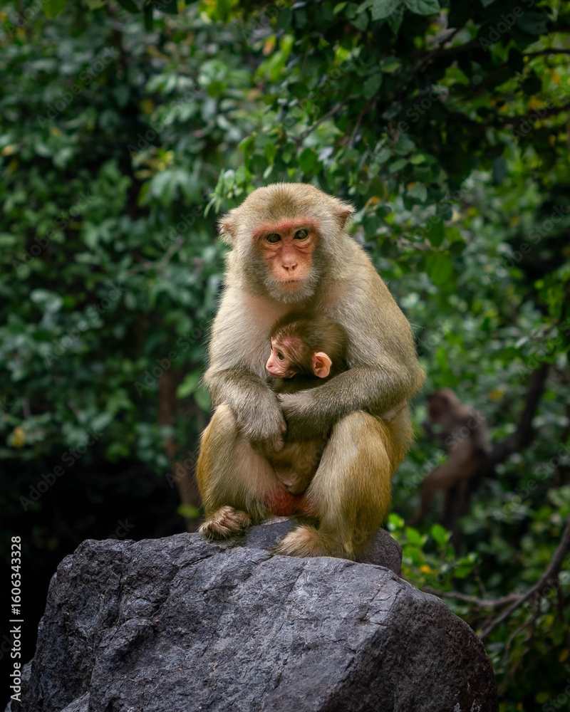 Naklejka premium Macaques on the island of monkeys in Nha Trang.