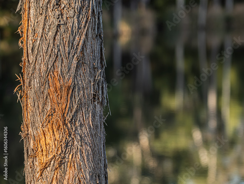 Stringy Bark Gum Tree Detail