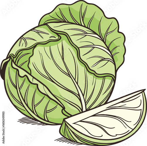 Green Cabbage Illustration of Fresh Organic Vegetable for Food Packaging and Farm Design