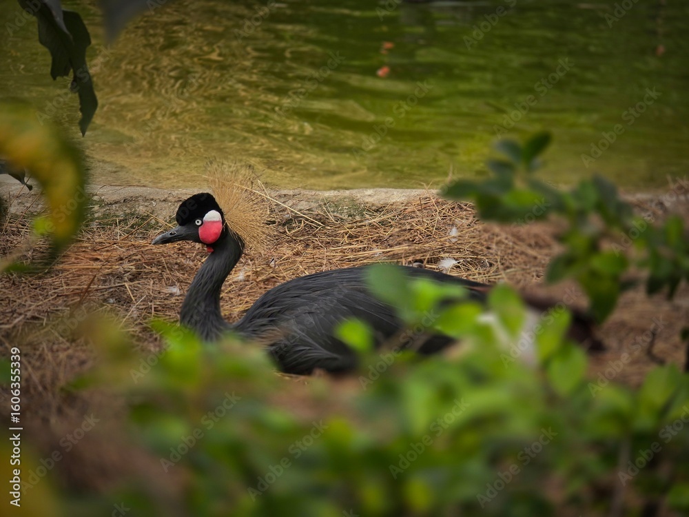 Fototapeta premium black swan on the lake