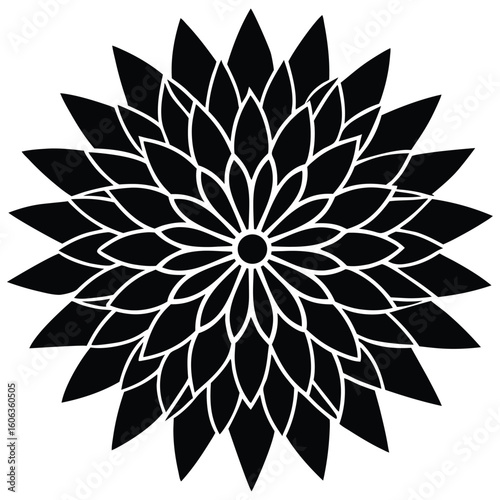 Black chrysanthemum silhouette white background