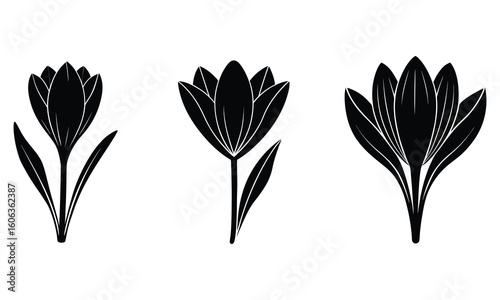 Modern Crocus Flower Silhouettes  Minimal Black and Green Floral Elements on White Background Illustration