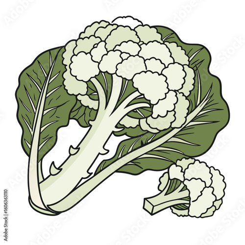 Green Cauliflower Illustration for Organic Vegetable Designs and Packaging