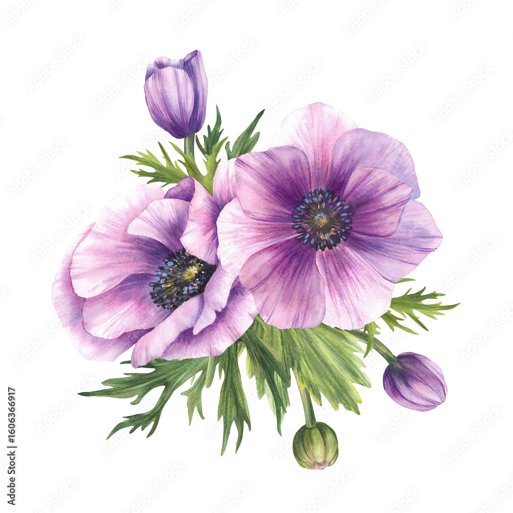 Obraz premium Watercolor Anemone, Windflowers Pink buds with eucalyptus green leaves. Purple flowers bouquet for wedding, birthday greeting card floral design. Hand drawn isolated on white background illustration
