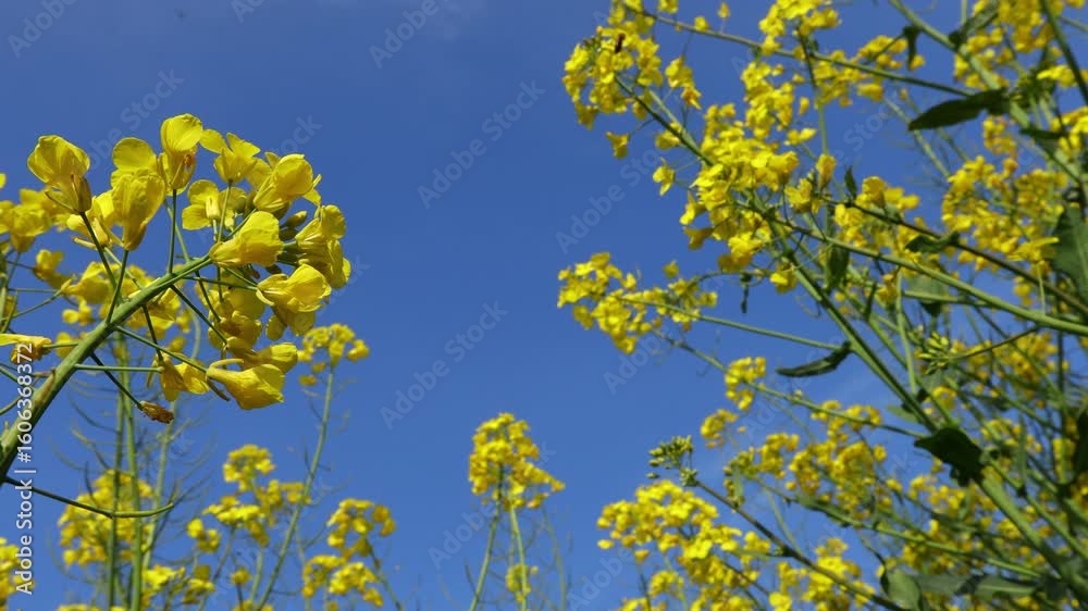Low angle view, under plant of beautiful yellow flowering rapeseed canola, or colza blossom, plant for green energy in oil industry Low angle view, under plant of beautiful yellow flowering rapeseed canola, or colza blossom, plant for green energy in oil industry