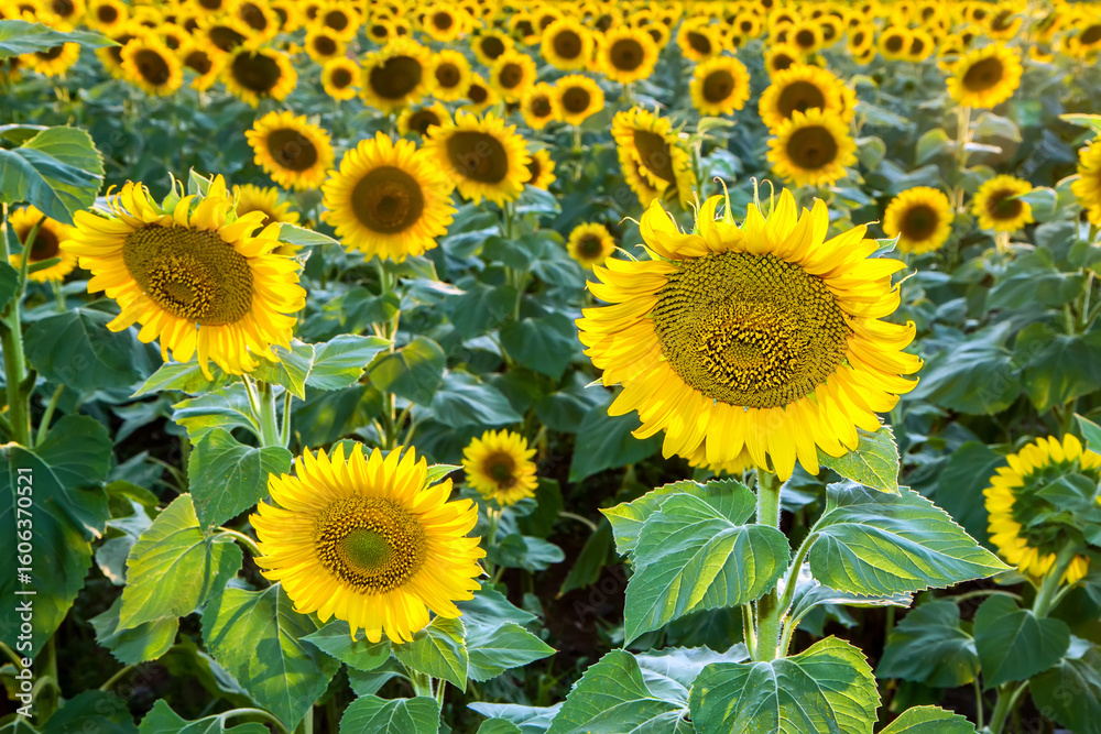 Fototapeta premium Young sunflowers in the field. Natural flowers: yellow sunflowers.