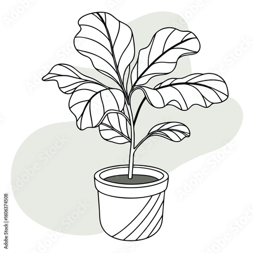Illustration of a modern fiddle leaf fig plant in a simple line art style for home decor designs and botanical prints