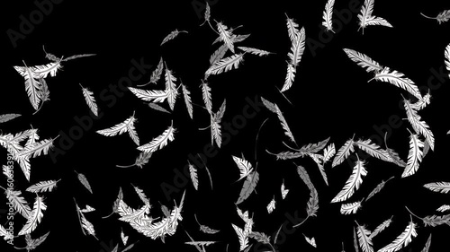 手描き線画の白い羽が中心からふわっと弾ける[4K-背景透過] Feather Floating Series:Hand-Drawn Line Feathers Burst Out from the Center[with Alpha Channel / Transparent Background]4K