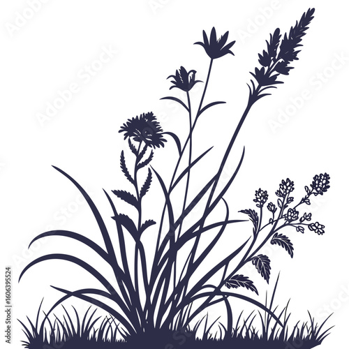 black and white allium schoenoprasum