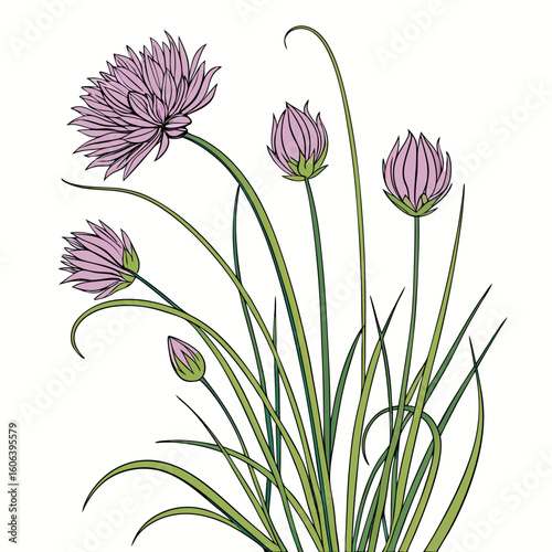 allium schoenoprasum vector