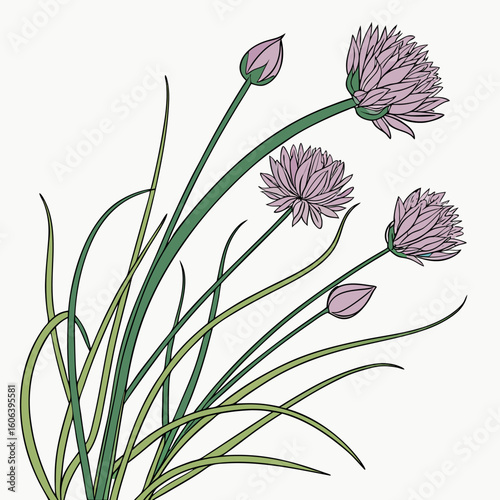 vector illustration of allium schoenoprasum