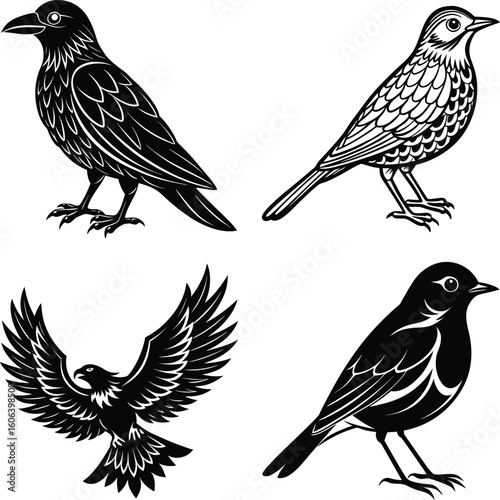 vector drawing birds of North America, set of elements isolated at white background, hand drawn illustration
