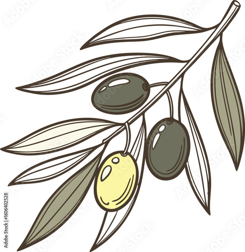 Olive branch with green and yellow olives and leaves vector