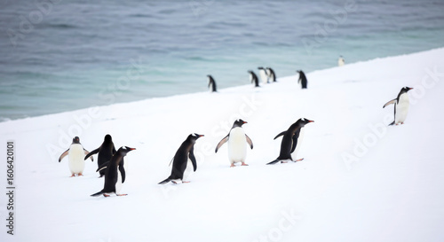 gentoo penguins walking on snowy beach near ocean