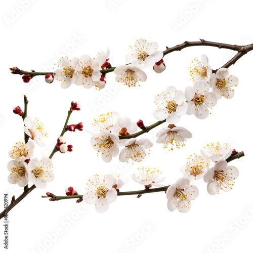 Plum blossoms branches isolated for chinese new year 