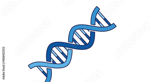 Understanding the double helix structure of deoxyribonucleic acid and its fundamental biological significance