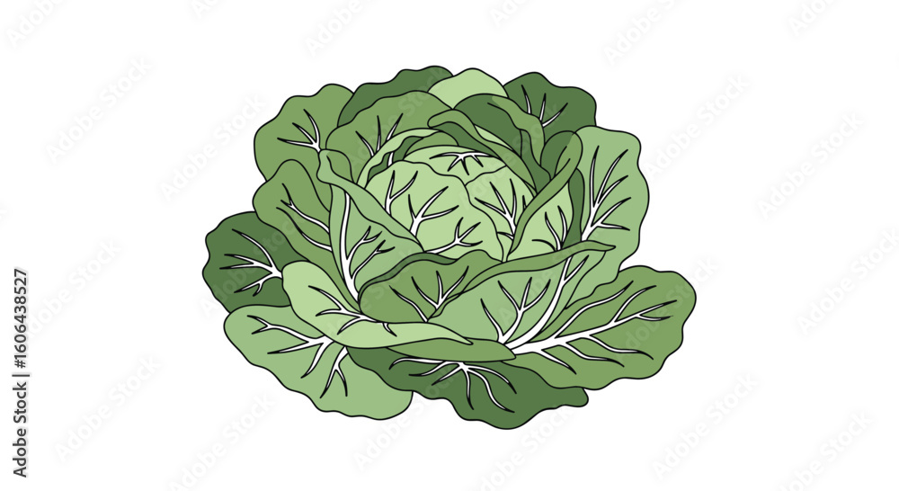 Obraz premium Nutritious green cabbage a leafy vegetable for healthy eating and delicious meals