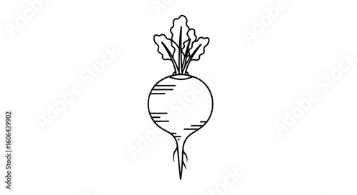 A simple line drawing of a fresh beetroot root vegetable with green leaves and fibrous roots showing its natural earthy beauty