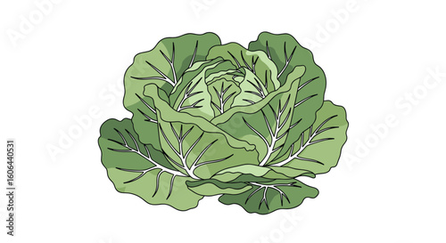 Nutritious leafy green vegetable cabbage health benefits and culinary uses
