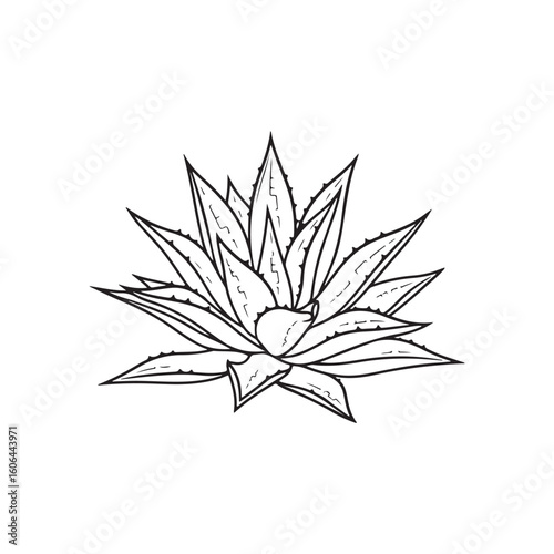 black and white line drawing of a succulent or flowering plant with intricate, overlapping petals or leaves. The overall shape resembles a rosette or spiral pattern, creating a visually striking and g