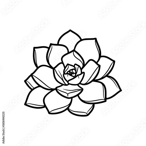 black and white line drawing of a succulent or flowering plant with intricate, overlapping petals or leaves. The overall shape resembles a rosette or spiral pattern, creating a visually striking and g
