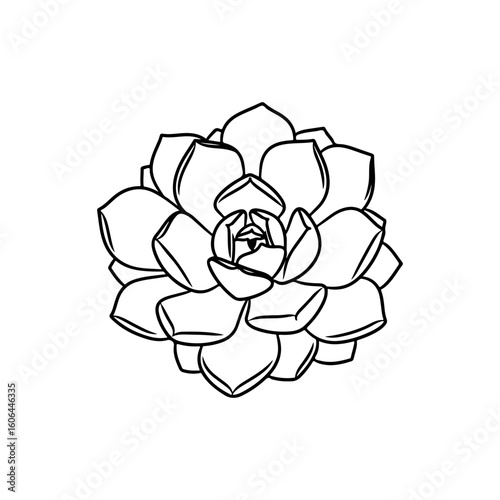 black and white line drawing of a succulent or flowering plant with intricate, overlapping petals or leaves. The overall shape resembles a rosette or spiral pattern, creating a visually striking and g