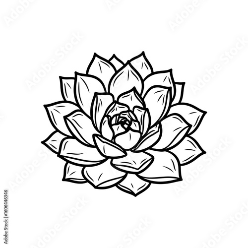 black and white line drawing of a succulent or flowering plant with intricate, overlapping petals or leaves. The overall shape resembles a rosette or spiral pattern, creating a visually striking and g