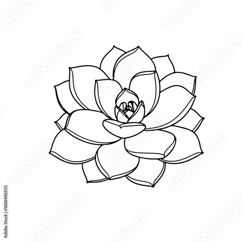 black and white line drawing of a succulent or flowering plant with intricate, overlapping petals or leaves. The overall shape resembles a rosette or spiral pattern, creating a visually striking and g