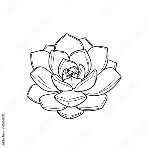 black and white line drawing of a succulent or flowering plant with intricate, overlapping petals or leaves. The overall shape resembles a rosette or spiral pattern, creating a visually striking and g