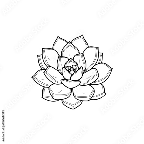 black and white line drawing of a succulent or flowering plant with intricate, overlapping petals or leaves. The overall shape resembles a rosette or spiral pattern, creating a visually striking and g