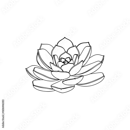 black and white line drawing of a succulent or flowering plant with intricate, overlapping petals or leaves. The overall shape resembles a rosette or spiral pattern, creating a visually striking and g