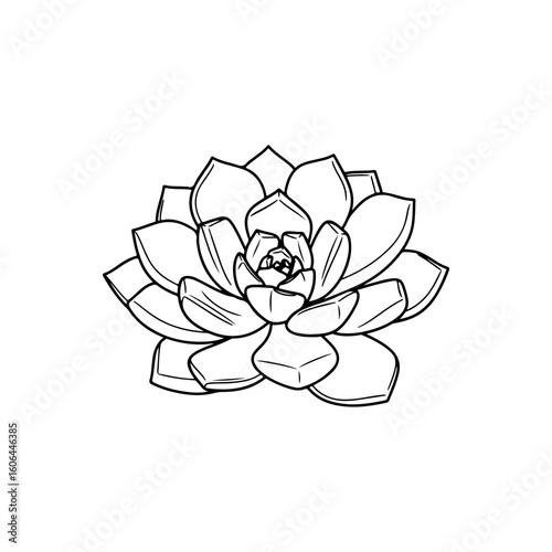 black and white line drawing of a succulent or flowering plant with intricate, overlapping petals or leaves. The overall shape resembles a rosette or spiral pattern, creating a visually striking and g