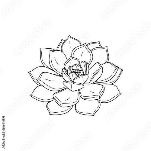 black and white line drawing of a succulent or flowering plant with intricate, overlapping petals or leaves. The overall shape resembles a rosette or spiral pattern, creating a visually striking and g