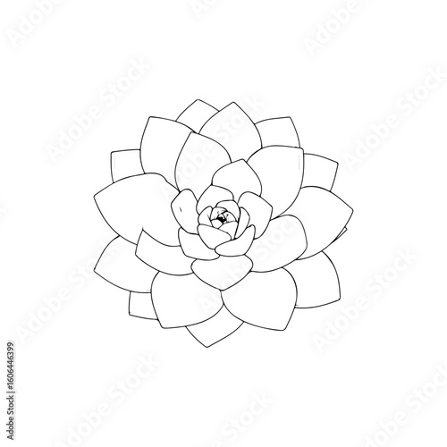 black and white line drawing of a succulent or flowering plant with intricate, overlapping petals or leaves. The overall shape resembles a rosette or spiral pattern, creating a visually striking and g