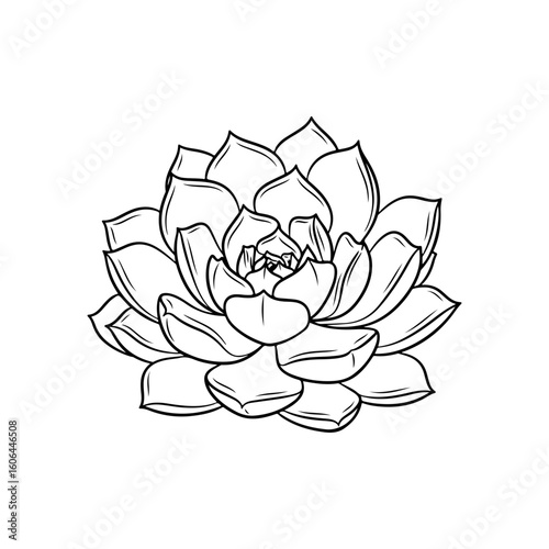 black and white line drawing of a succulent or flowering plant with intricate, overlapping petals or leaves. The overall shape resembles a rosette or spiral pattern, creating a visually striking and g