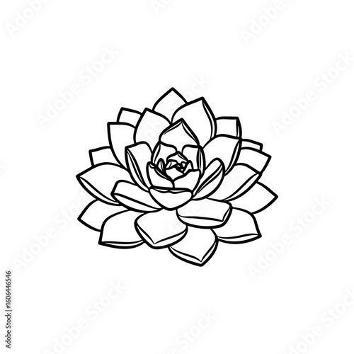 black and white line drawing of a succulent or flowering plant with intricate, overlapping petals or leaves. The overall shape resembles a rosette or spiral pattern, creating a visually striking and g