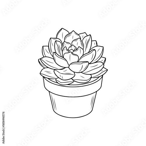 black and white line drawing of a succulent or flowering plant with intricate, overlapping petals or leaves. The overall shape resembles a rosette or spiral pattern, creating a visually striking and g